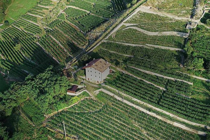 vigneti cantina bignotti i cultivar delle volte vigneti cantina bignotti i cultivar delle volte