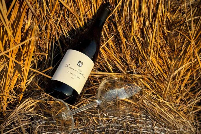 vino cantina tenuta di carleone vino cantina tenuta di carleone