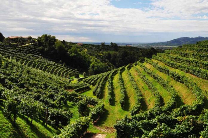 vigneti cantina tanorè vigneti cantina tanorè