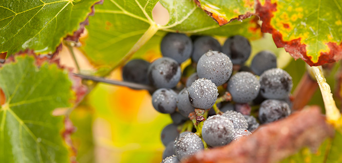 Sannio Wine Forum e vitivicoltura sostenibile