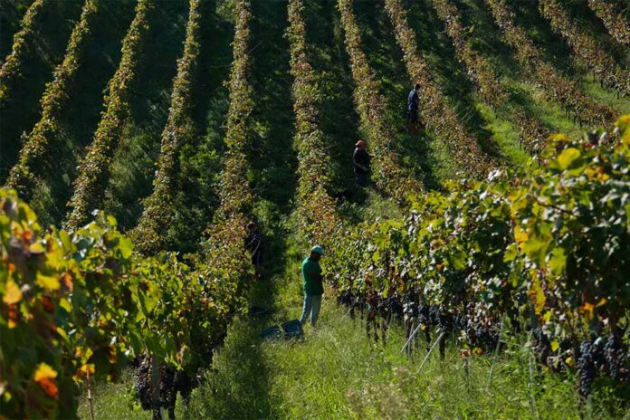 vendemmia tenute paese vendemmia tenute paese