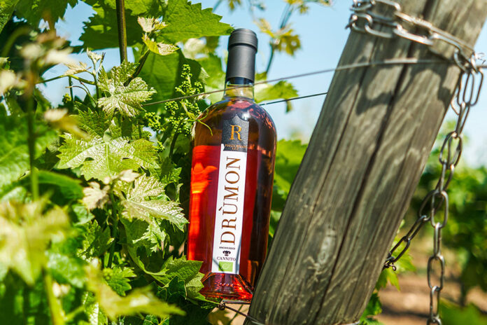 vino cantina cannito vino cantina cannito