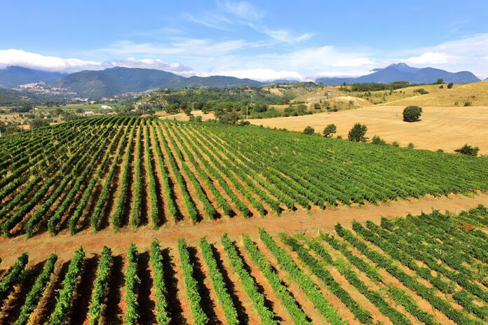 vigneti cantina tenute pacelli vigneti cantina tenute pacelli