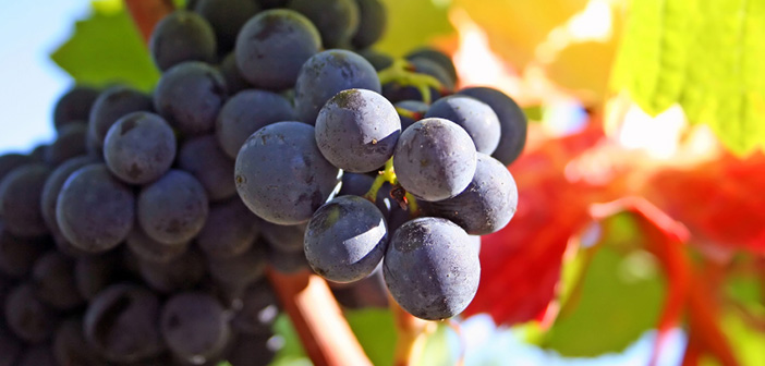 Vendemmia 2014: bilancio positivo per i vini di Montefalco