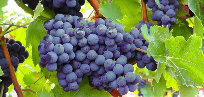 Vendemmia grappolo uva