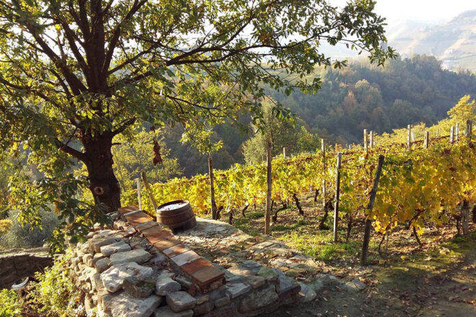 vigneto cantina seirole vigneto cantina seirole