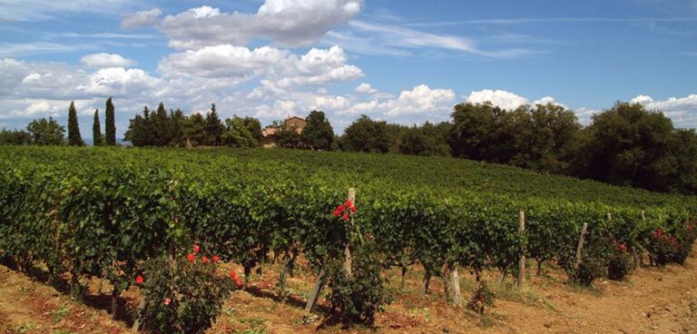 Vigne Brunello di Montalcino