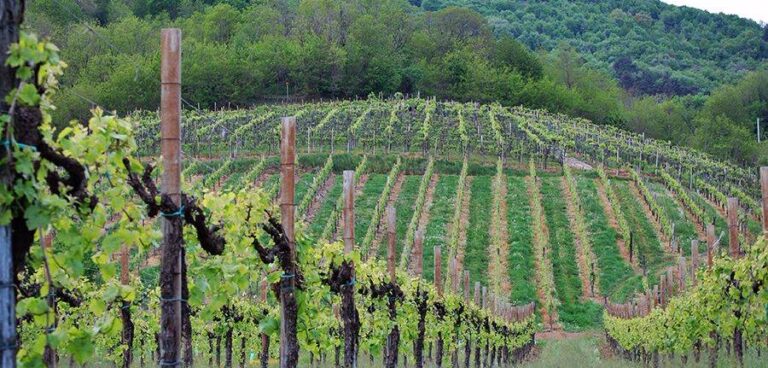 Vini dell’Asolo Montello: prossime tappe Prowein e Vinitaly