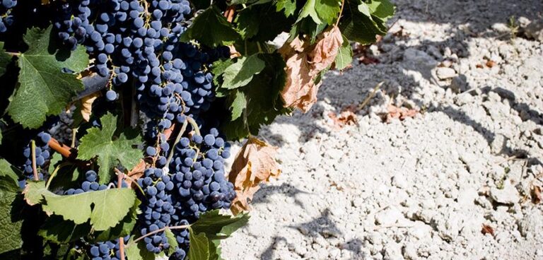 CVA Canicattì punta sui vitigni autoctoni siciliani