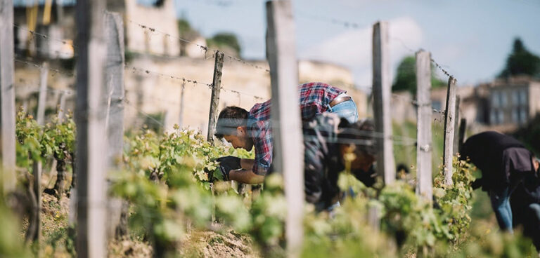 A Bordeaux primo Diploma universitario di Potatura al mondo