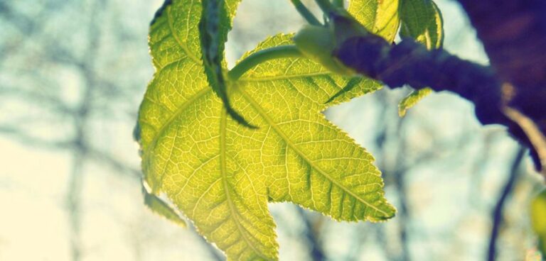 Turismo in Vigna: i sommelier AIS in vendemmia con i turisti