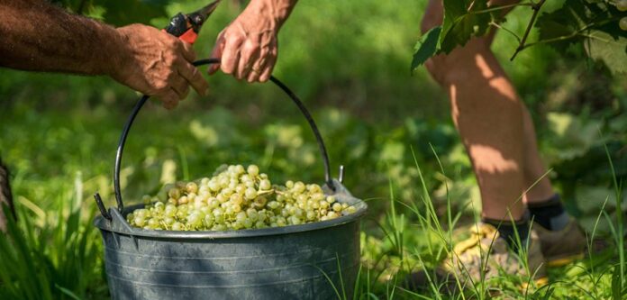 Vendemmia Prosecco Valdo