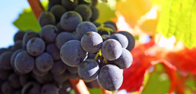 La Cantina Sociale di Trento a favore di una viticoltura sostenibile