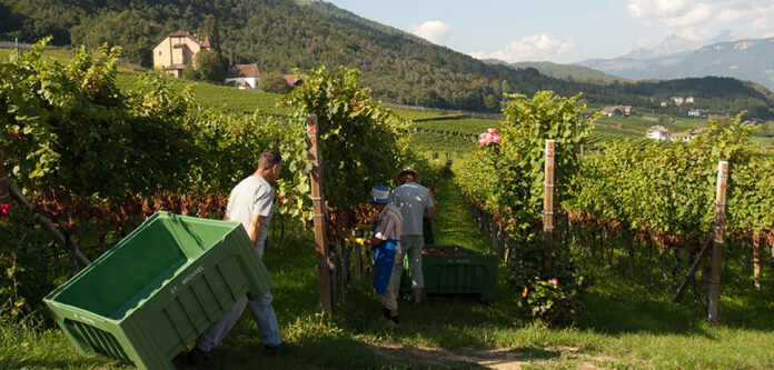 Vendemmia Cantina San Michele-Appiano