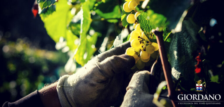 Giordano Vini, da piccola cantina ad azienda leader