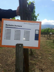 Vigne di Barbera nel Sannio