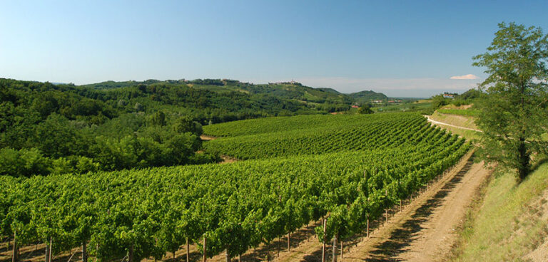 Vini del Collio