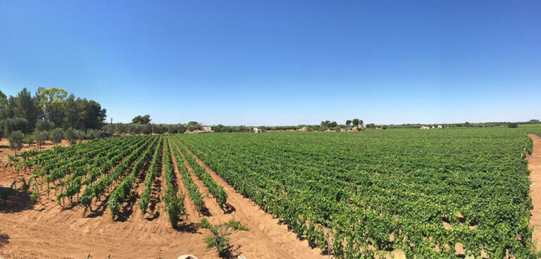 Vigneti pugliesi