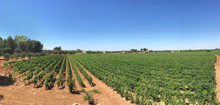 Vigneti pugliesi