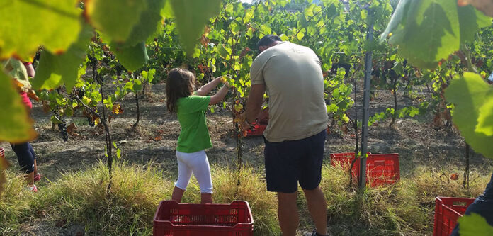 Vendemmia da Vigna Cunial