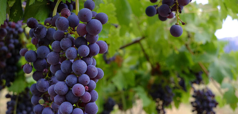 Cantina Valpantena scopre elmo, un nuovo vitigno autoctono della Valpolicella