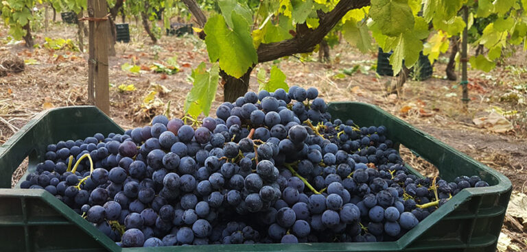 Vendemmia Vesuvio