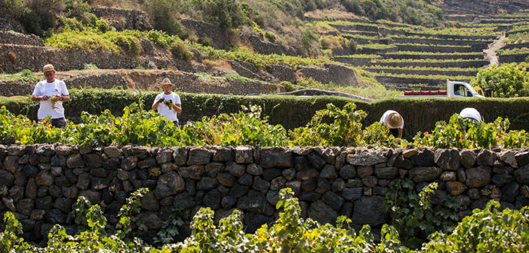 Vigne ad alberello a Pantelleria