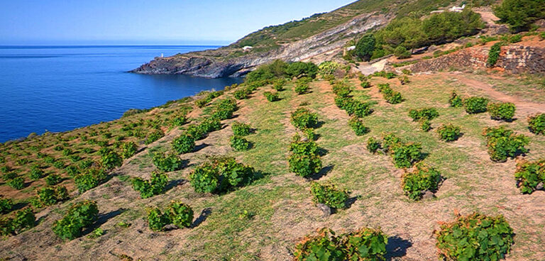 Vigneti a Pantelleria