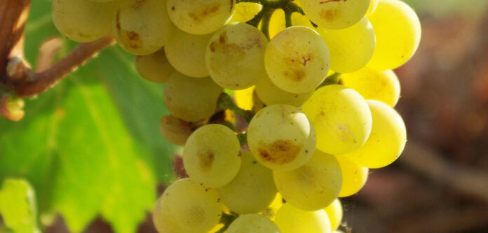 Uva Vermentino