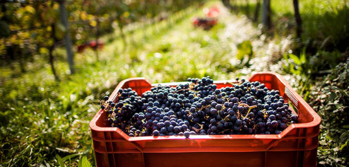Vendemmia in Alto Adige