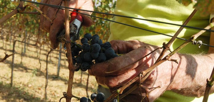 Vendemmia Colli del Trasimeno
