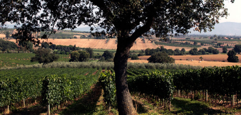 Paesaggi del Morellino di Scansano