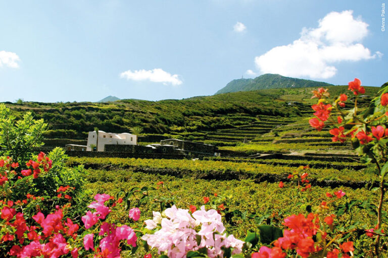 Vigneti a Pantelleria