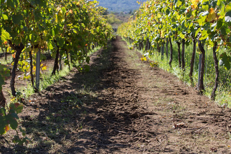 Filari di Cavanera