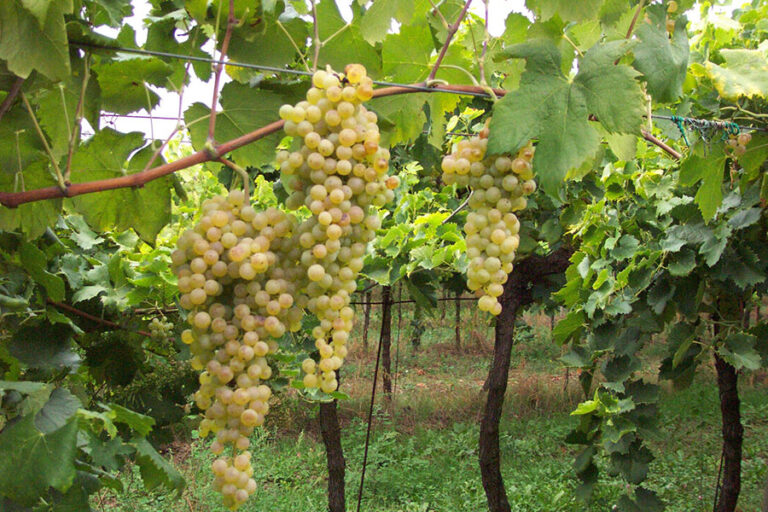 Sostenibilità viticola