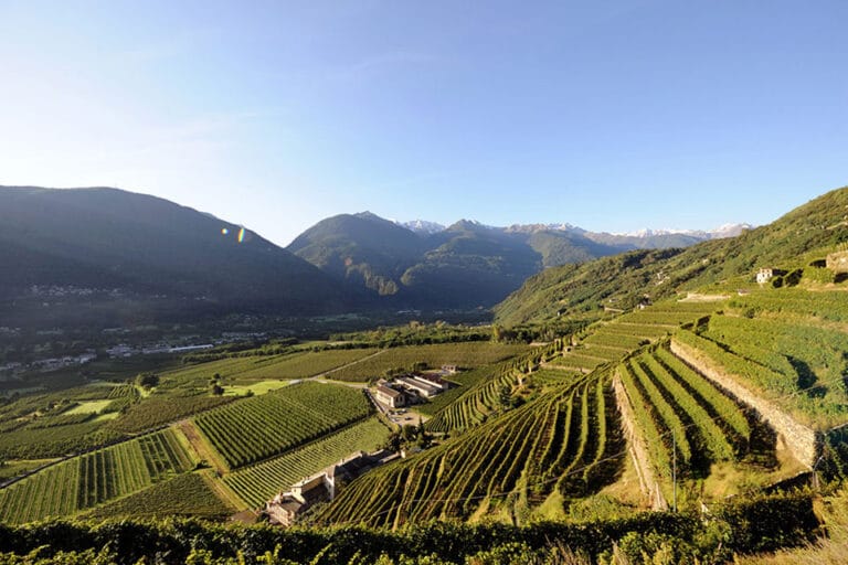 La Via dei Terrazzamenti: scoprire la Media Valtellina attraverso passeggiate tra i vigneti e visite in cantina