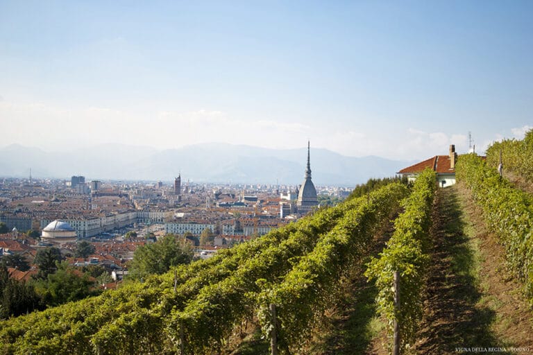 Vendemmia a Torino