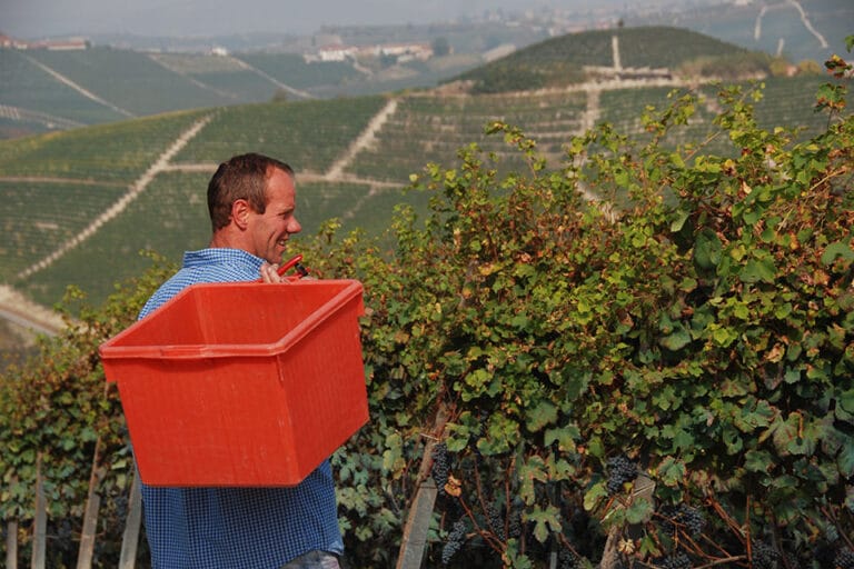 La vendemmia 2018 di Mauro Veglio