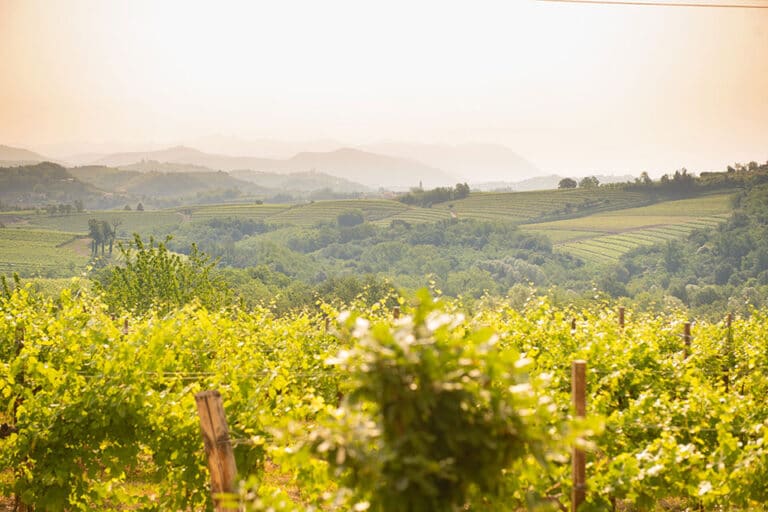 Vigneti Collio Friulano