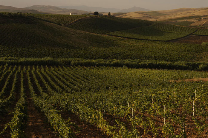 Colline con filari