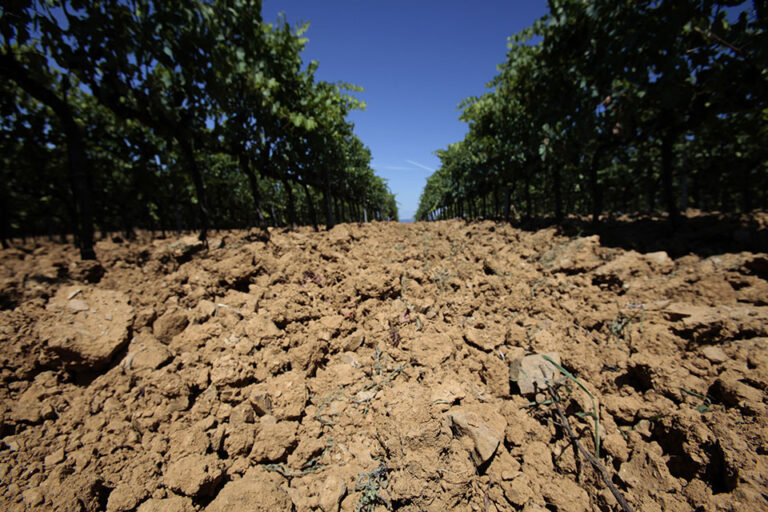 Vigneti del Morellino di Scansano