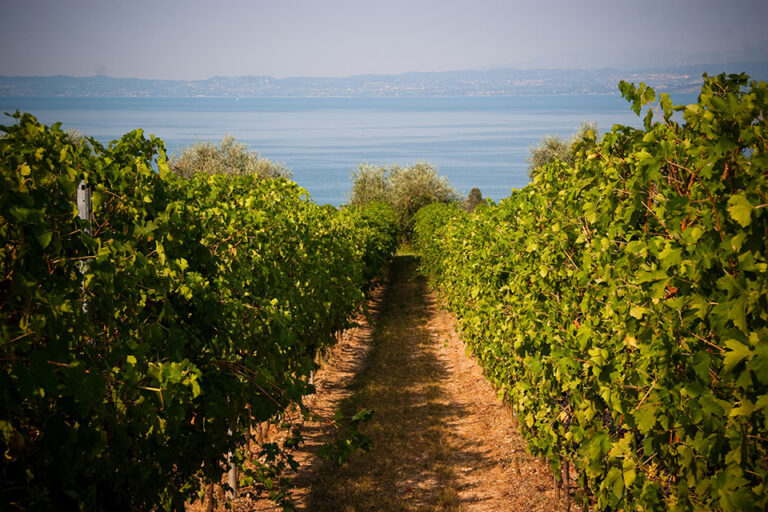 Bardolino vigneti vista lago a Lazise