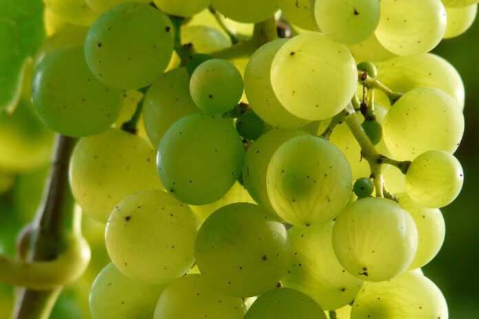 Vendemmia