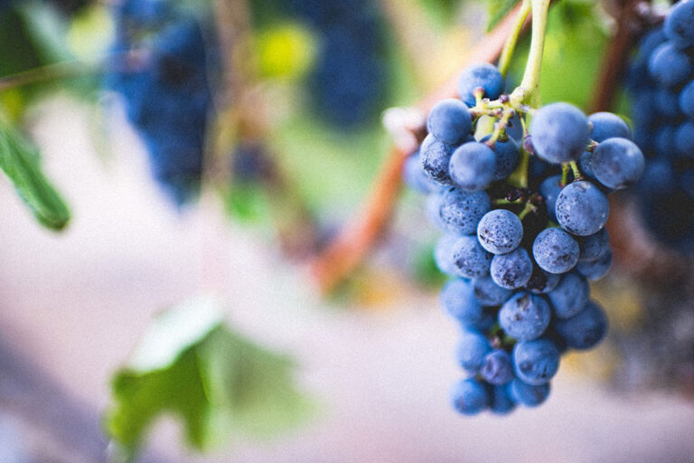 Filiera vitivinicola