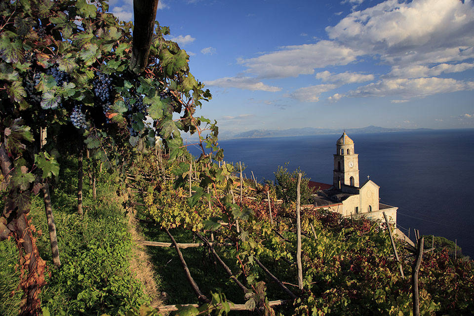 Vigneto Marisa Cuomo