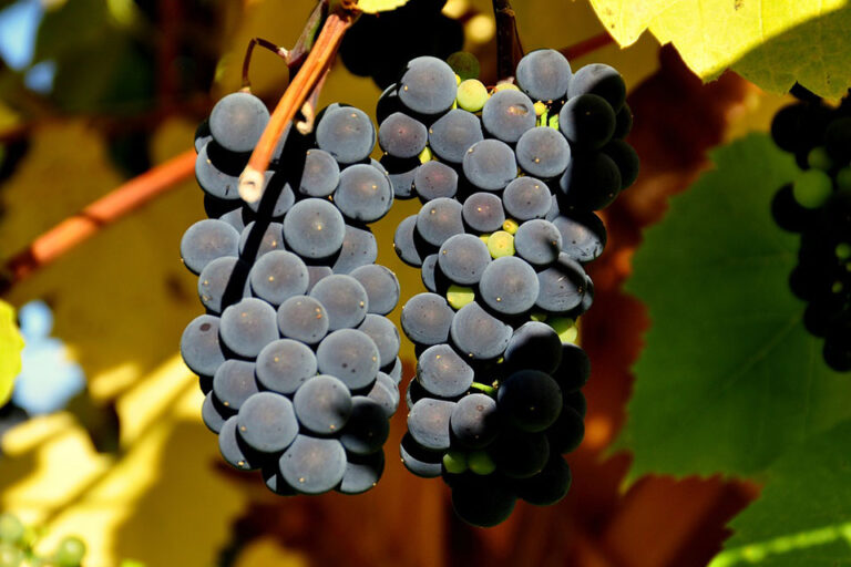 Nasce BING “Best Italian Native Grapes and Wines”