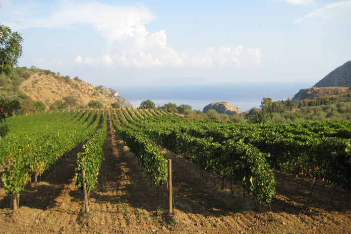 vigneti doc mamertino