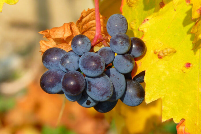 grappolo uva