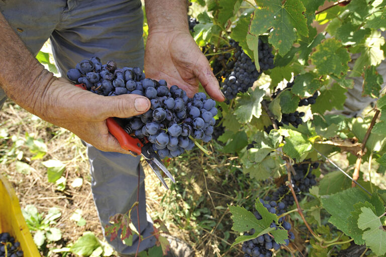 Vendemmia Vignaioli Indipendenti