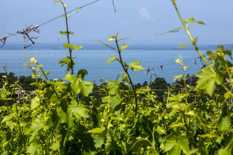 vigneti sul lago trasimeno